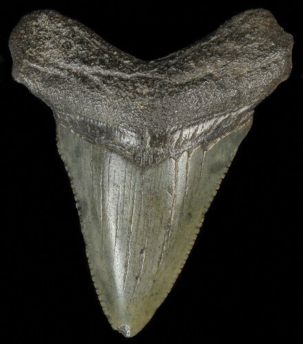 Juvenile Megalodon Tooth #69314
